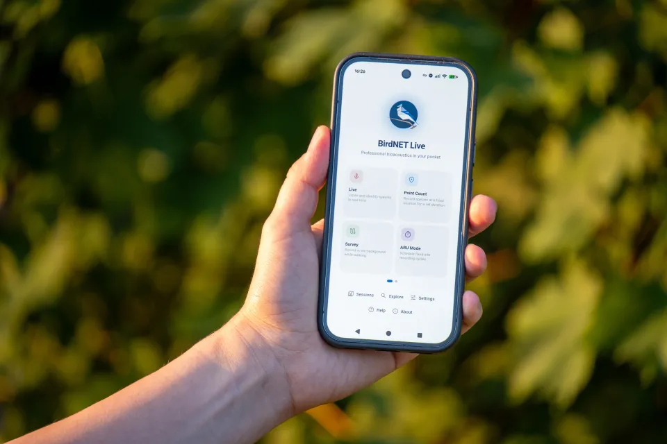 Die BirdNET-Live-App der TU Chemnitz dargestellt auf einem Handy. / © Dr. Stefan Kahl_TU Chemnitz