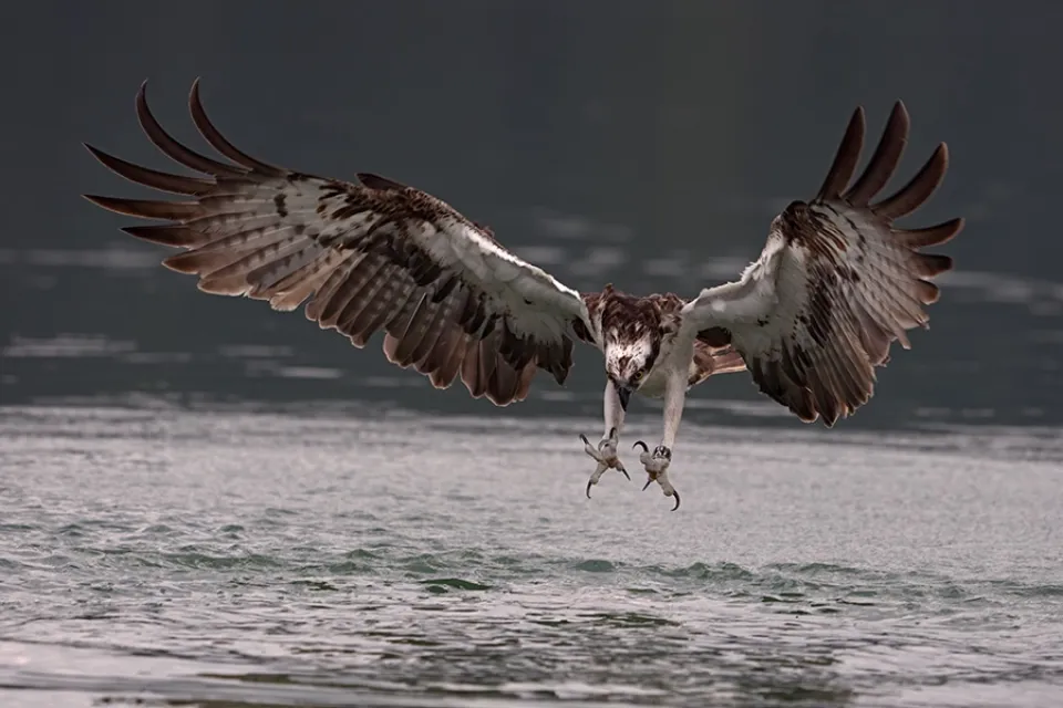 Jagdszenen eines Fischadlers © Torsten Pröhl_www.fokus-natur.com